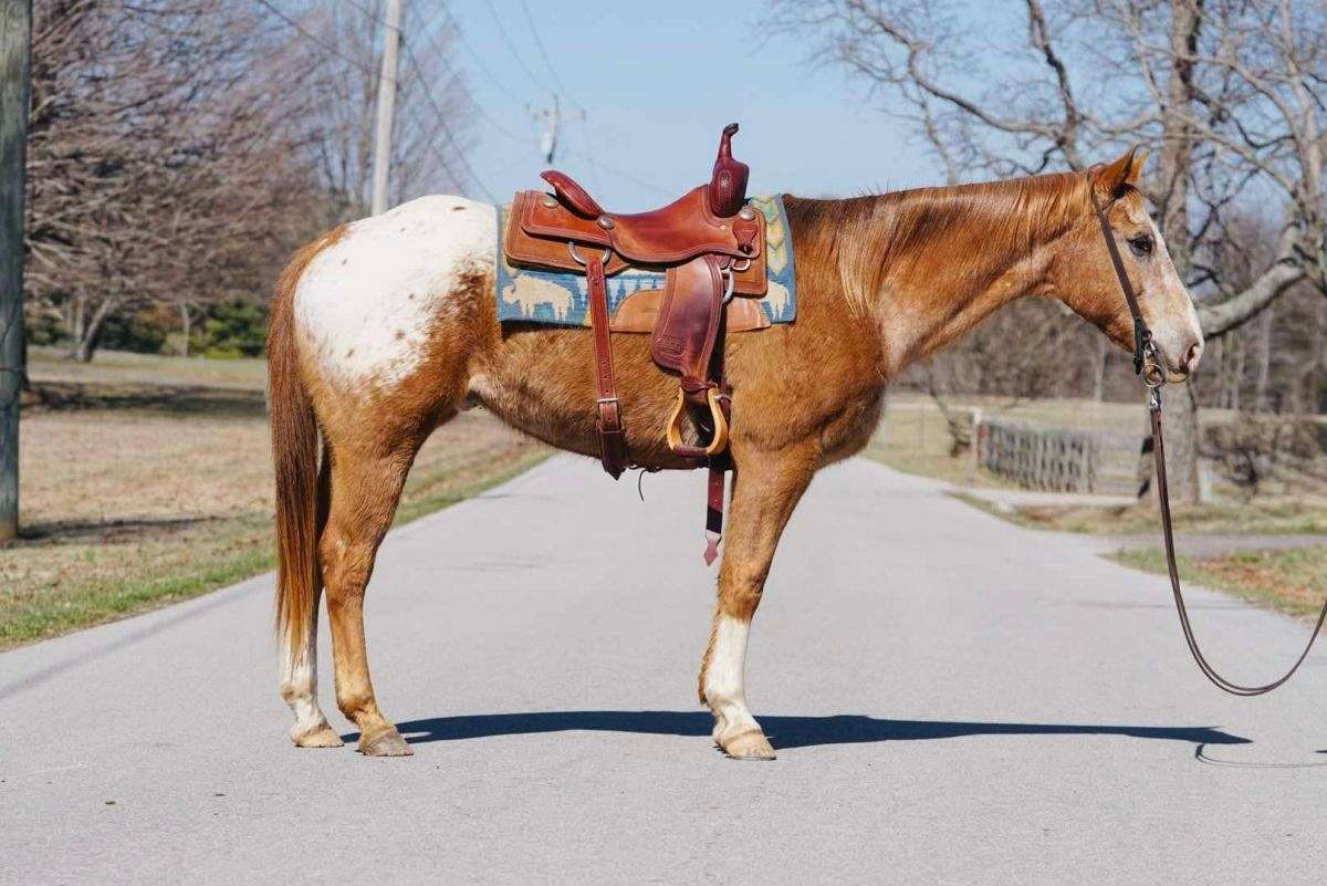Gus-Appaloosa-Gelding