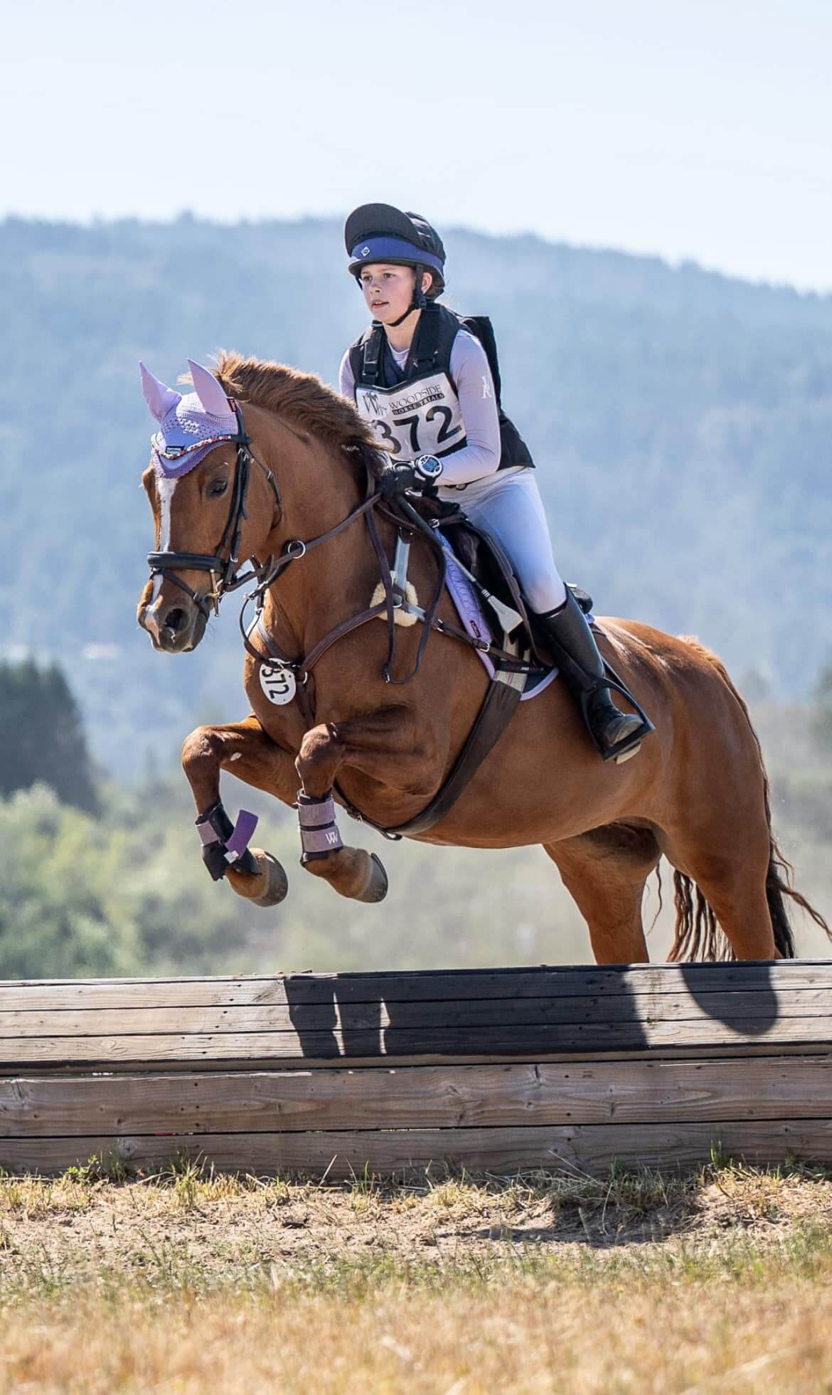 Horse-for-sale