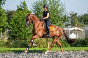 Horse-online-1