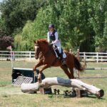 Horses-for-sale