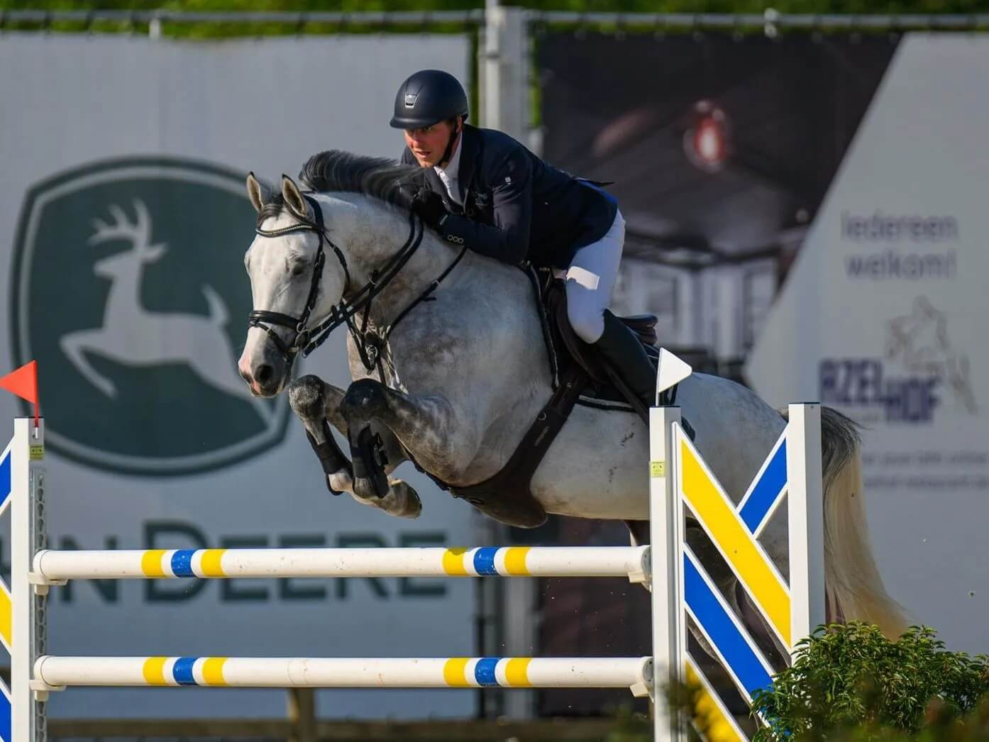 Horses-for-sale-Belgium