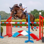 Horses-for-sale-Netherlands