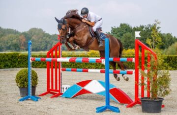 Horses-for-sale-Netherlands