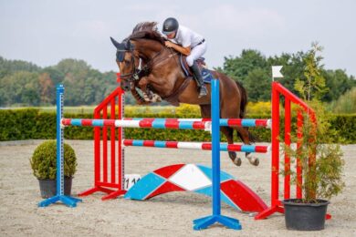 Horses-for-sale-Netherlands