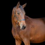 Horses-for-sale-Pikturesque-Farm
