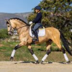 Horses-for-sale-in-spain