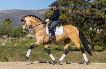 Horses-for-sale-in-spain