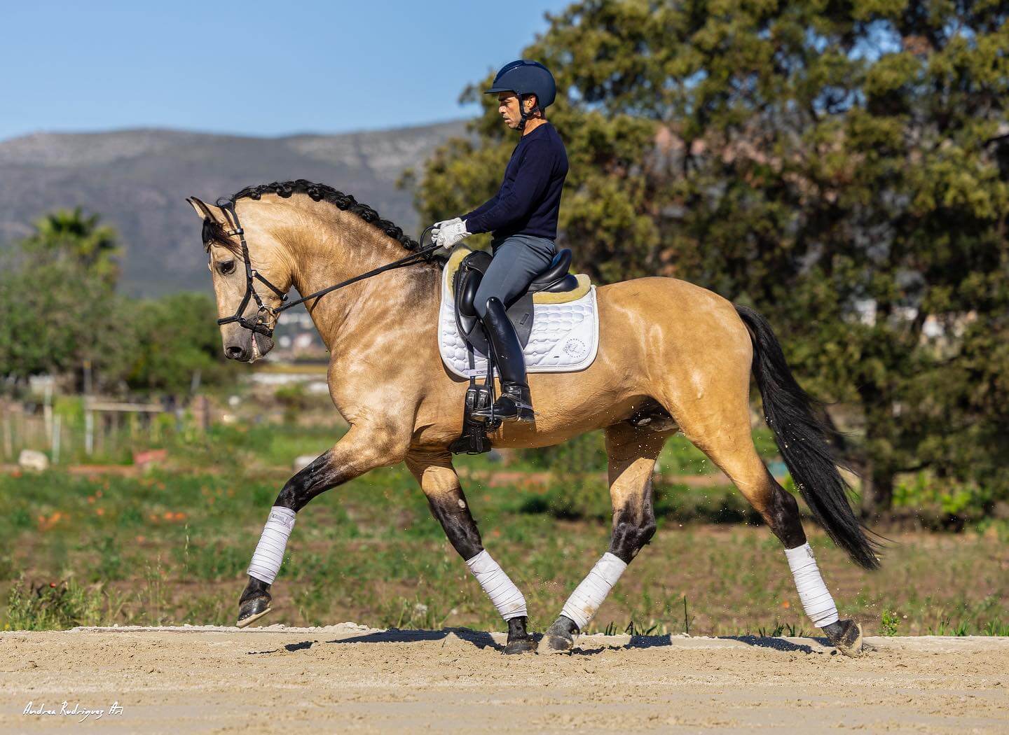 Horses-for-sale-in-spain