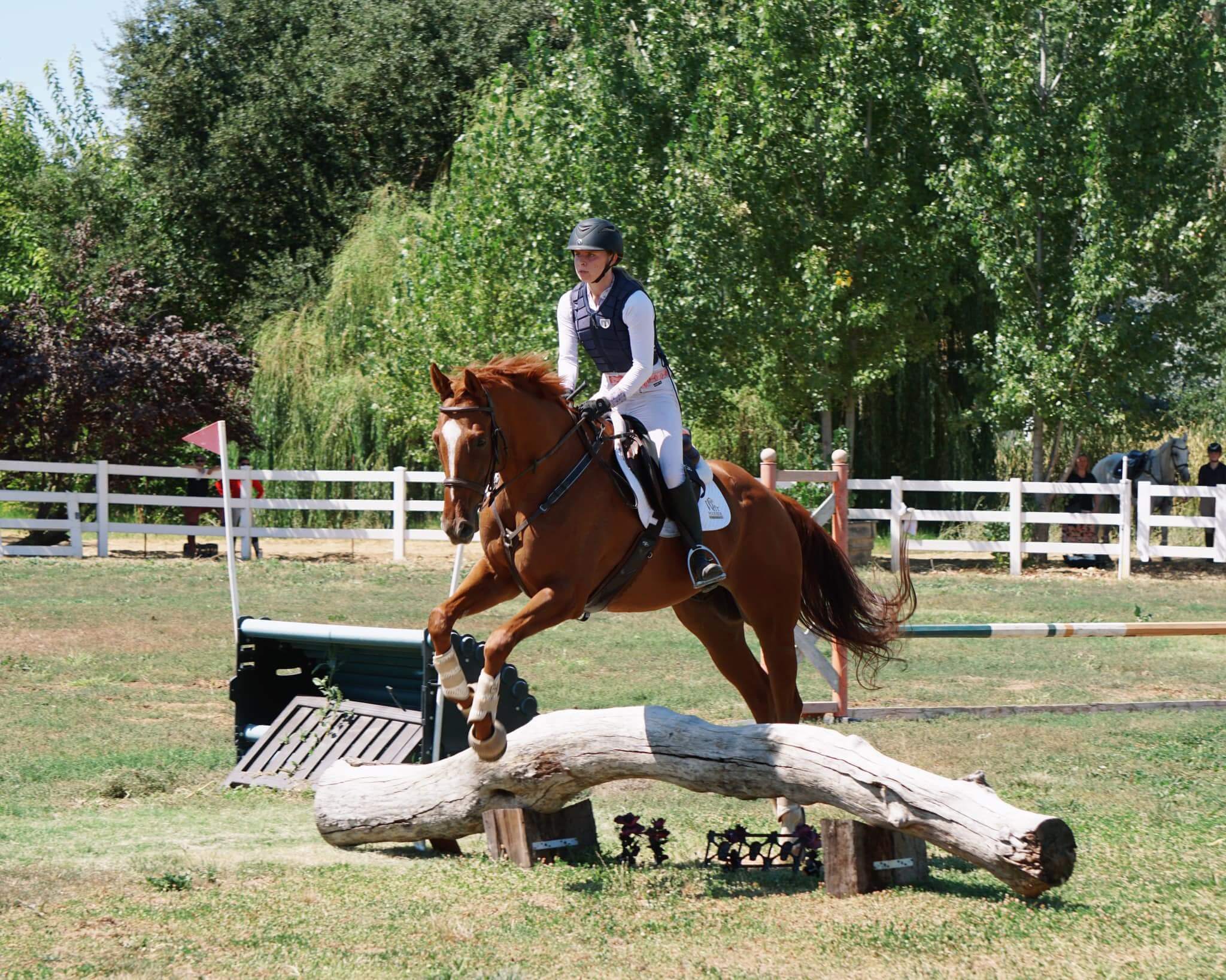 Horses-for-sale