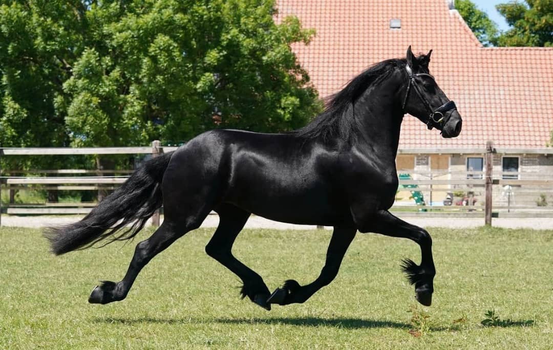 Unstoppable Friesian Gelding Horse,