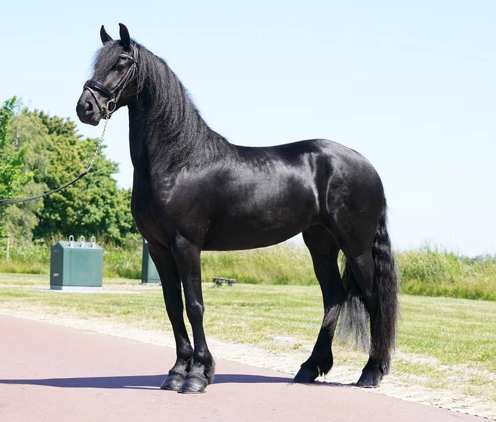Unstoppable Friesian Gelding Horse