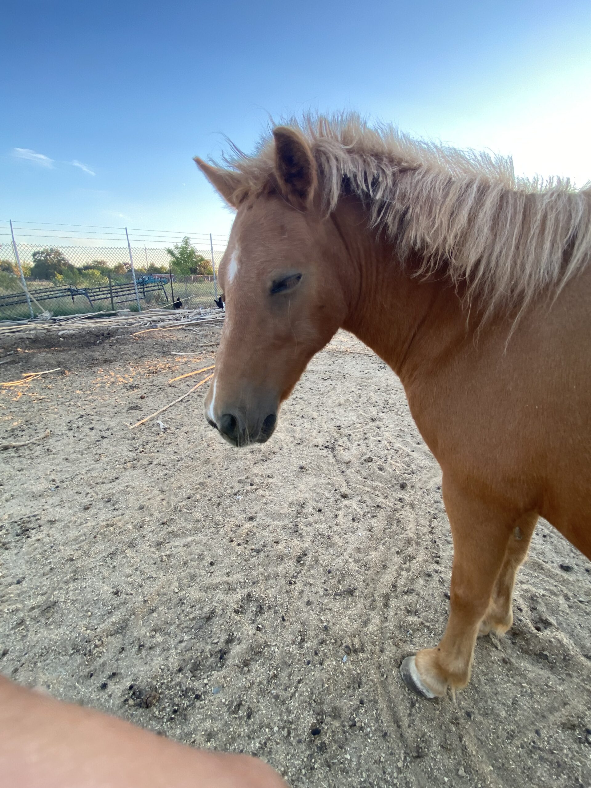Shetland Pony Mare