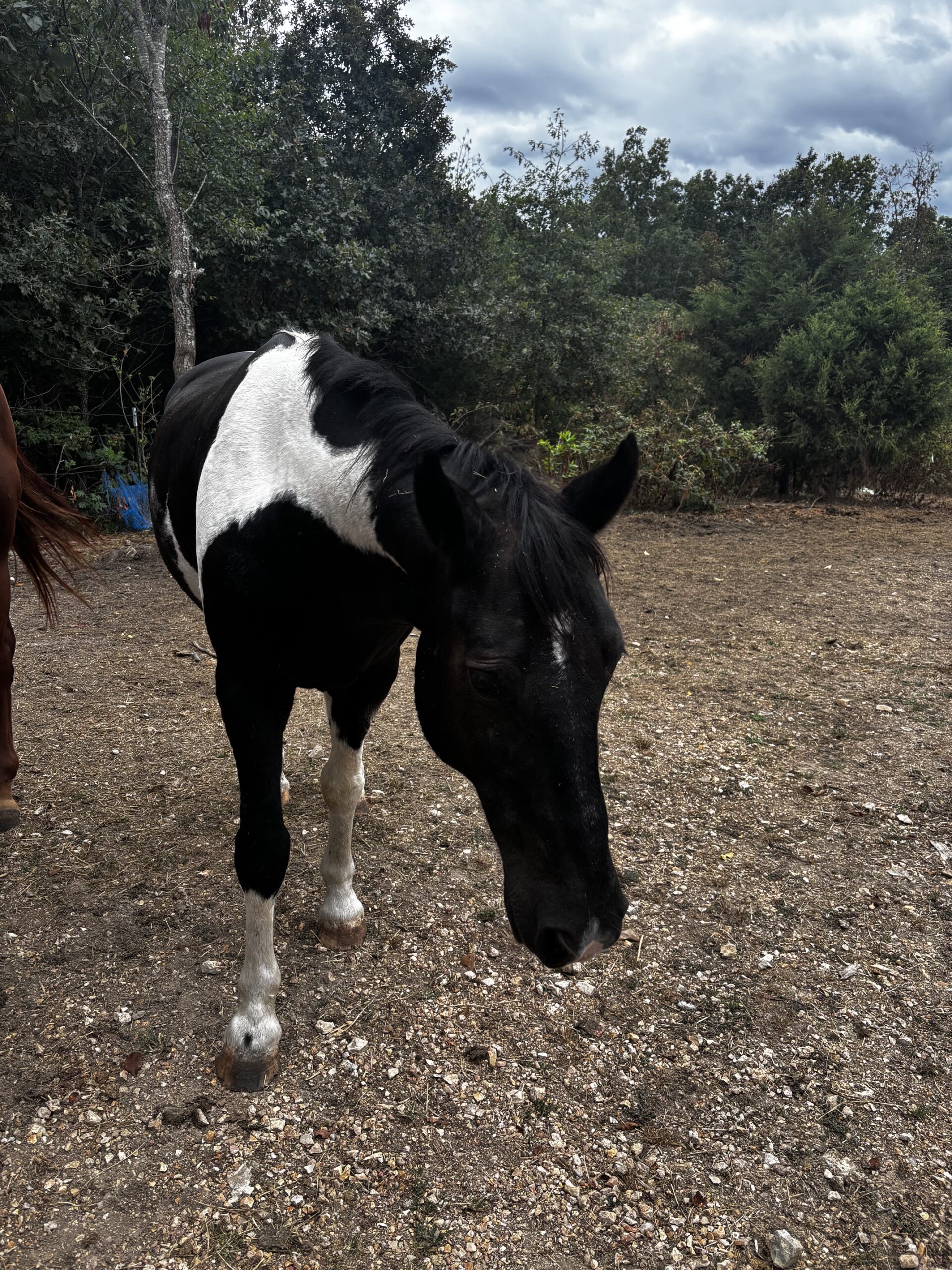 Beautiful Pleasure Horse for Sale
