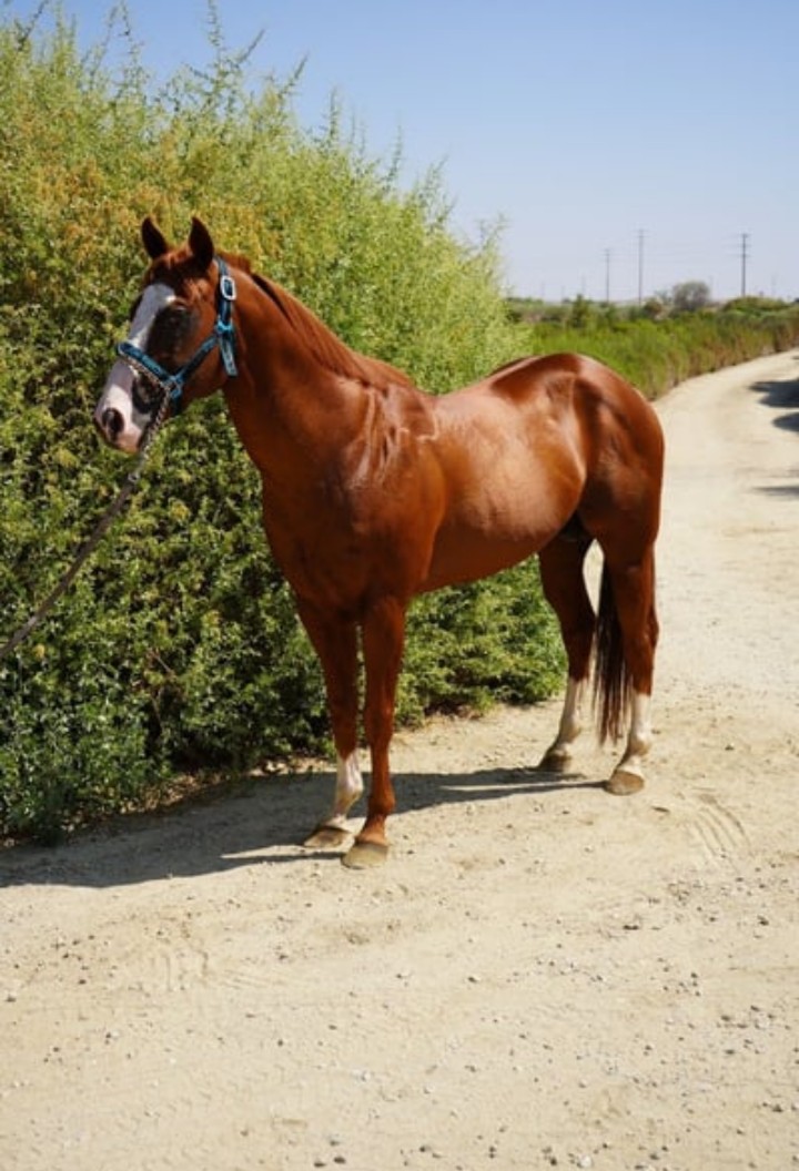 Registered AQHA Stallion | Champion