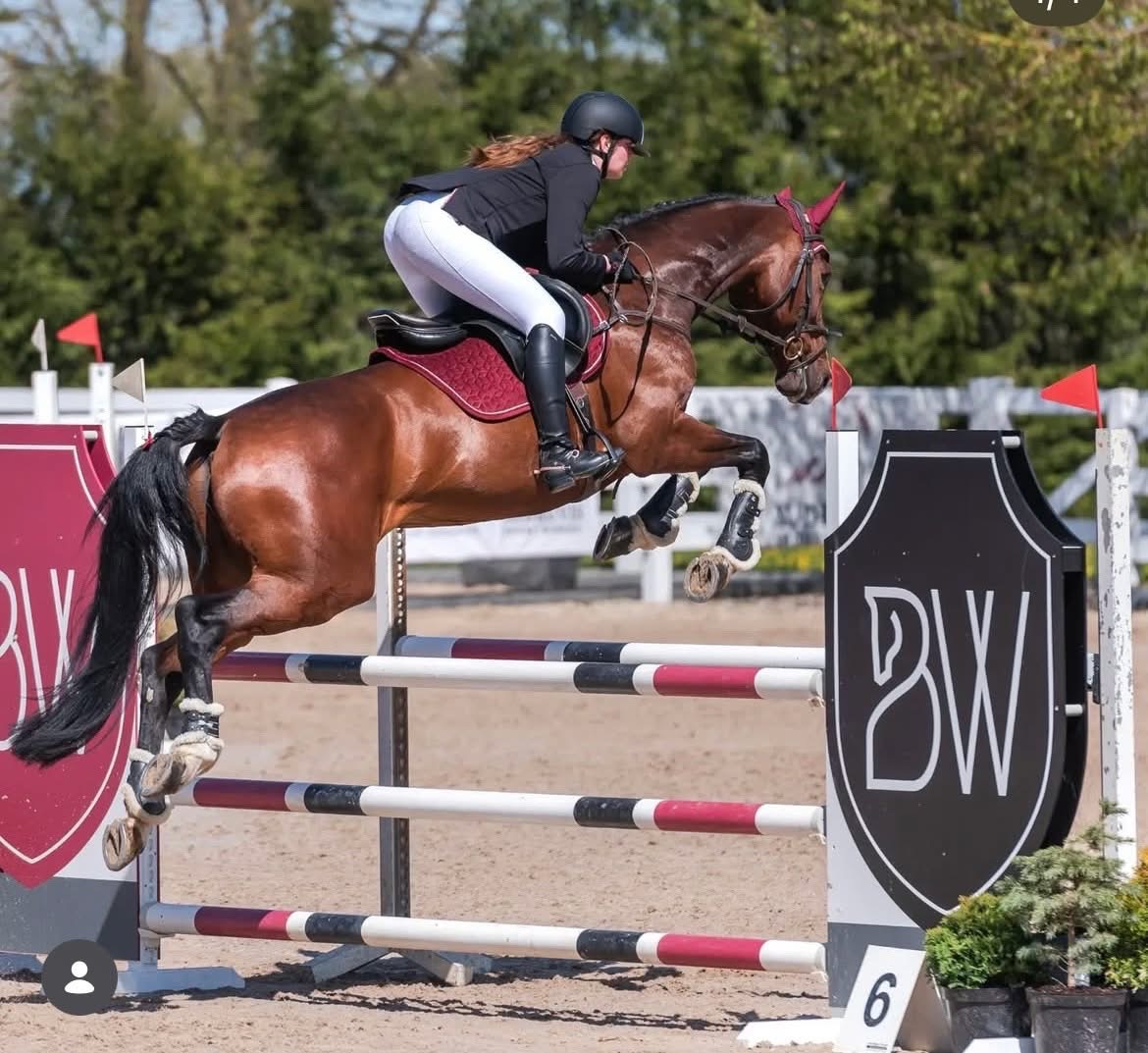Belgian warmblood mare by Lordanos