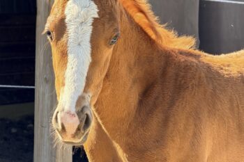 IMG_3470