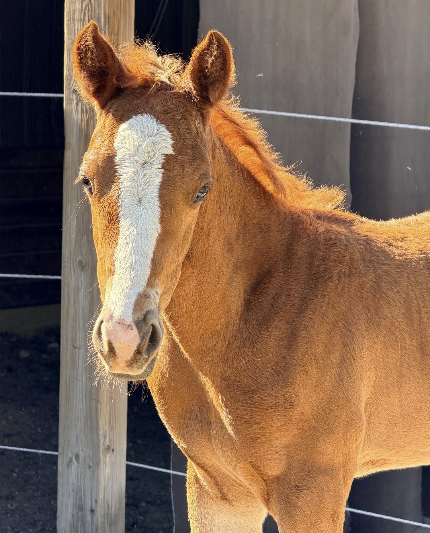 “Ddar I Hada Vision” Chestnut Filly Ap