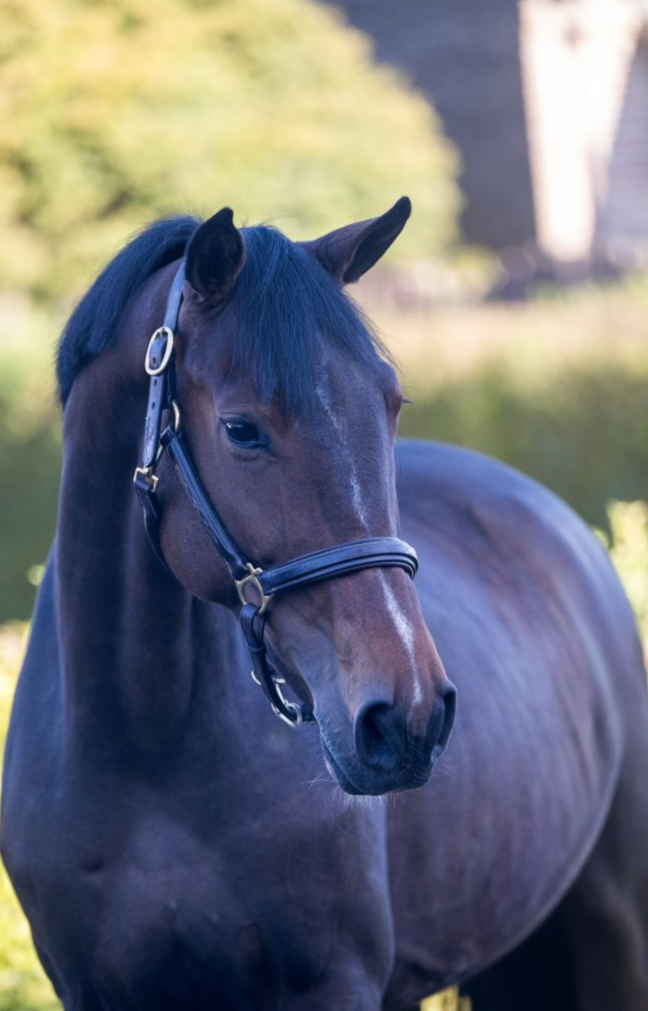 Well-bred 4-year-old dark bay gelding by