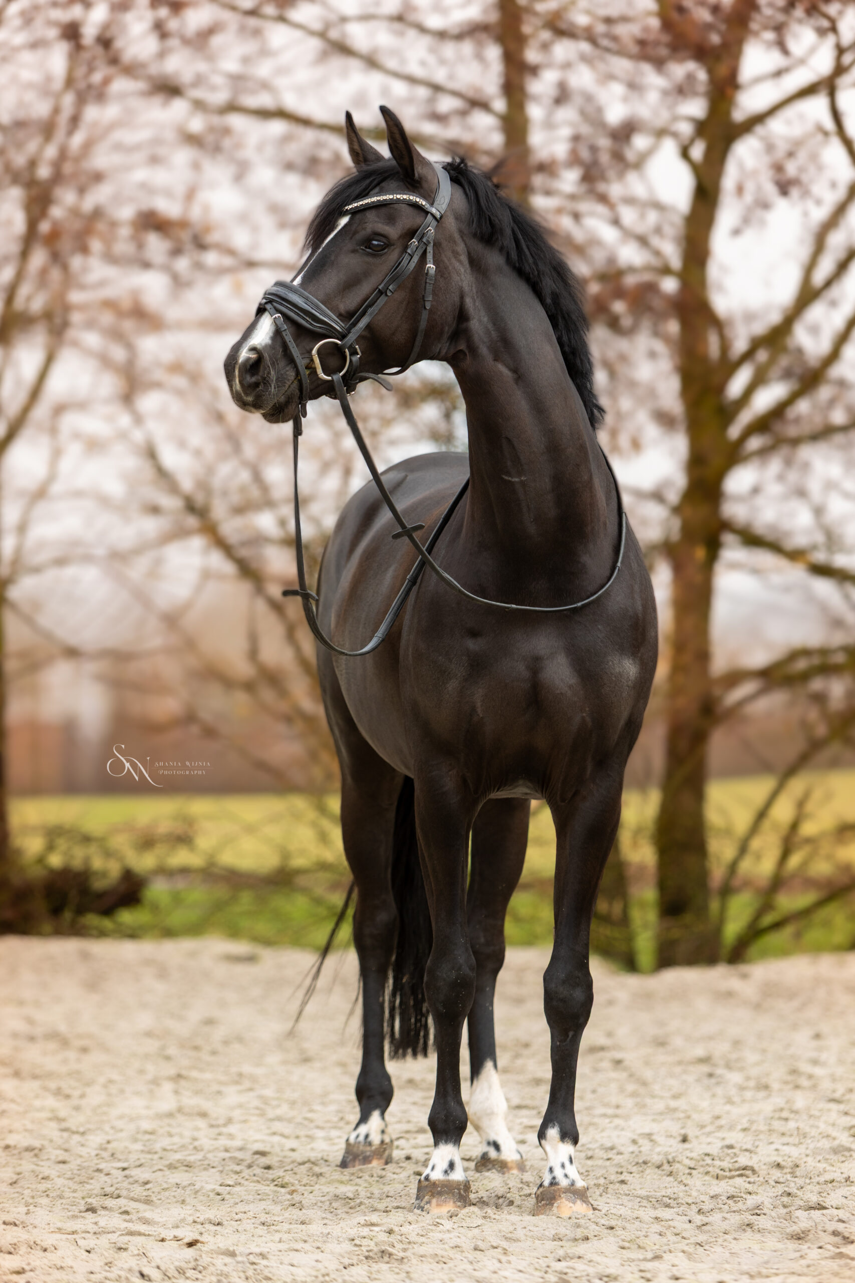 Dressage Horses for sale