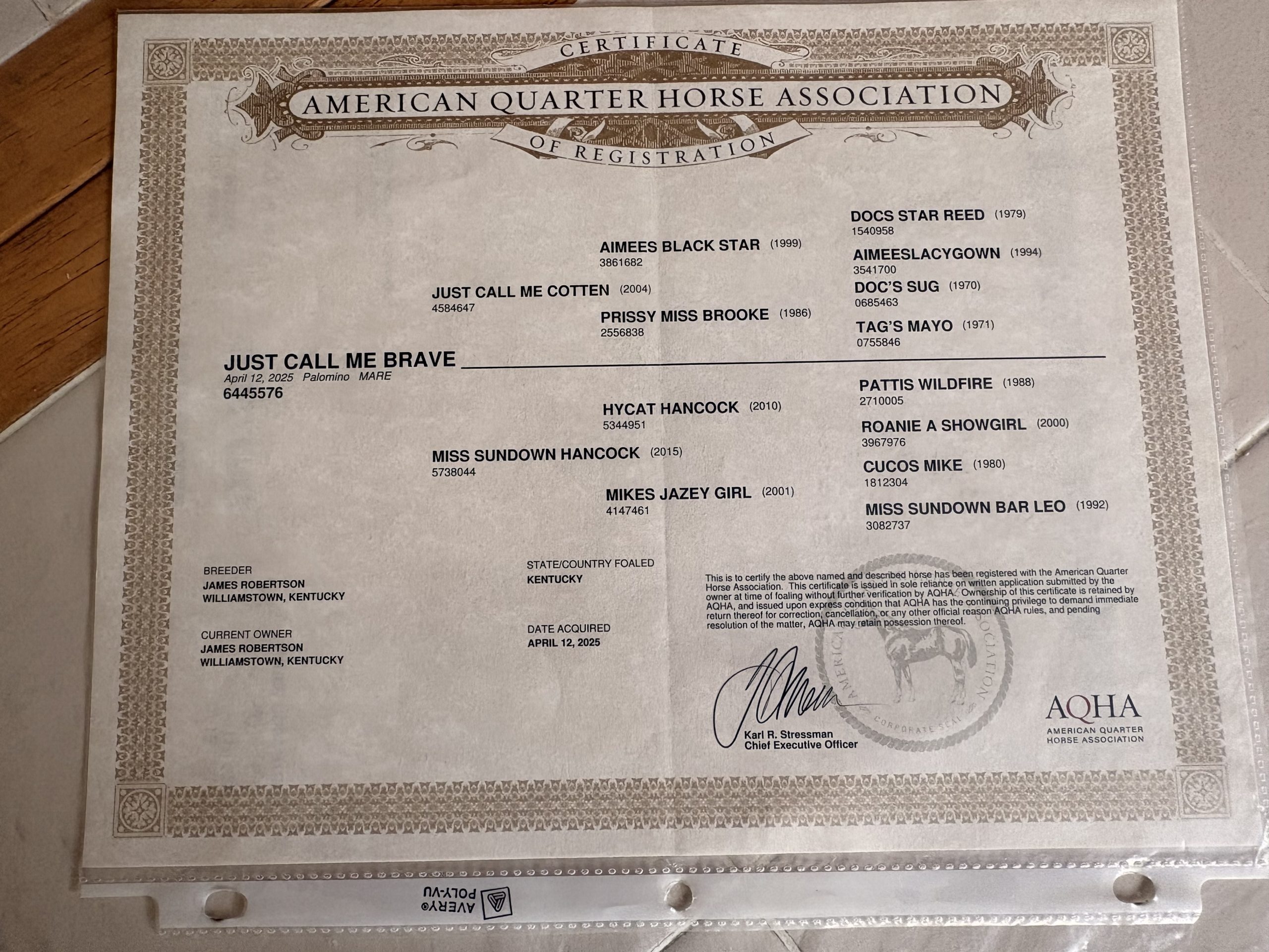 Registered Quater Horse Palomino