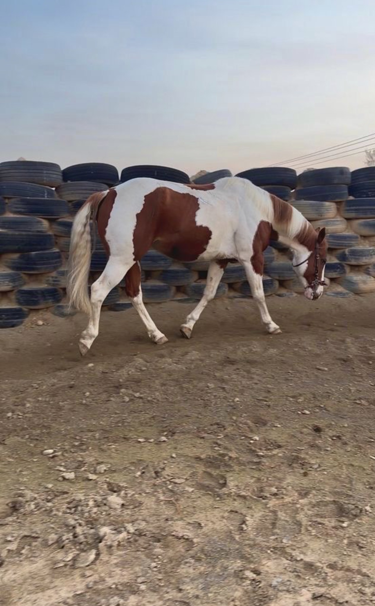 Beautiful Brown & White Paint Horse