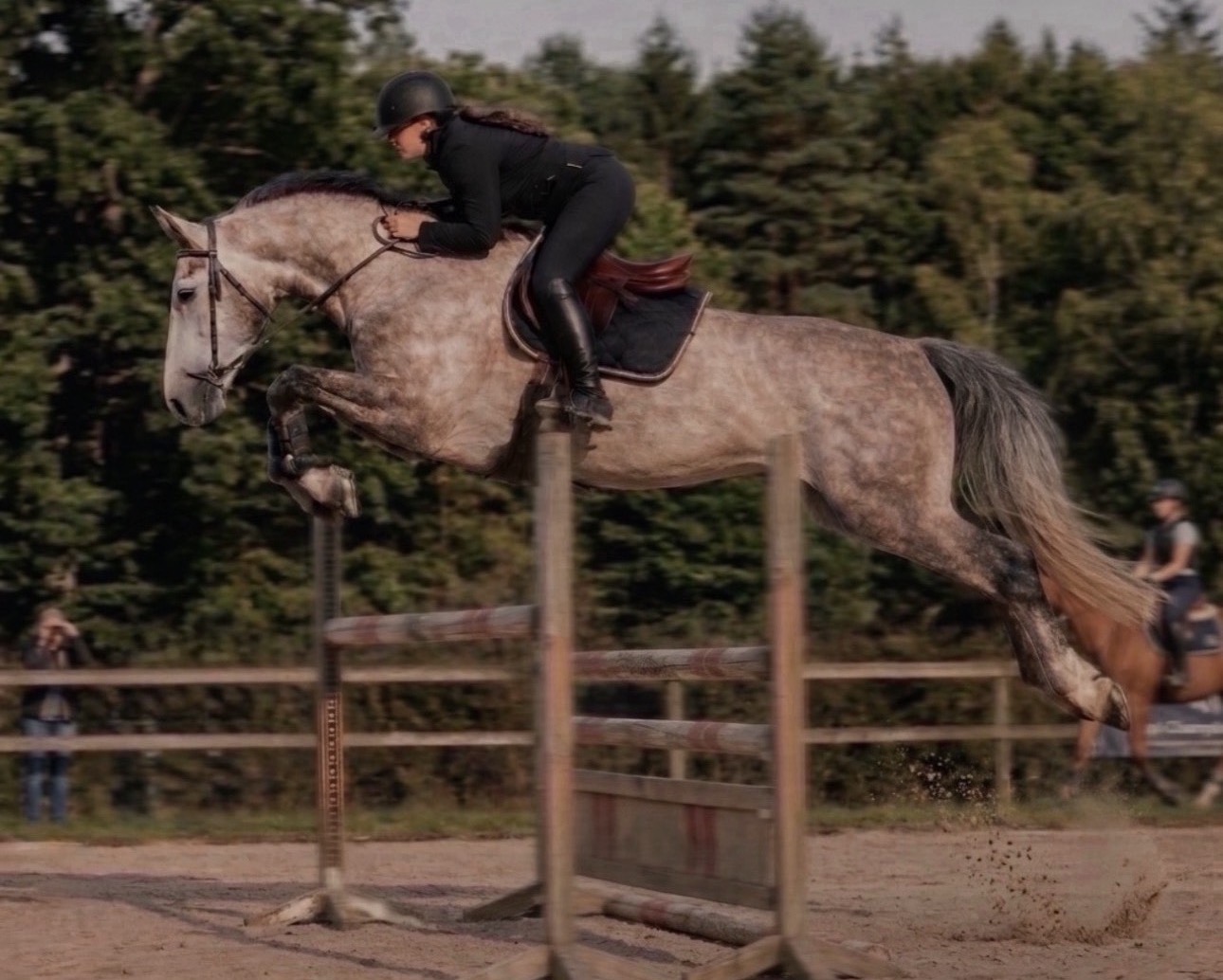 “Lupin” | 5yo | 17hh | Selle Français Warmblood