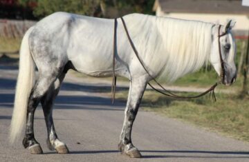 Iceman-Rocky-Mountain-Gelding
