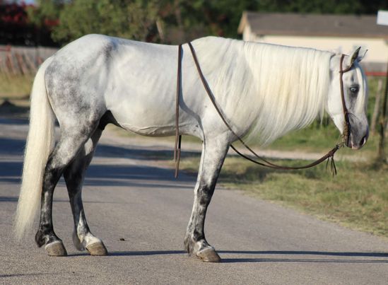 Iceman-Rocky-Mountain-Gelding
