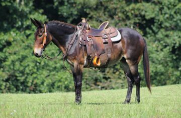 Im-Sara-Lee-Mule-Mare