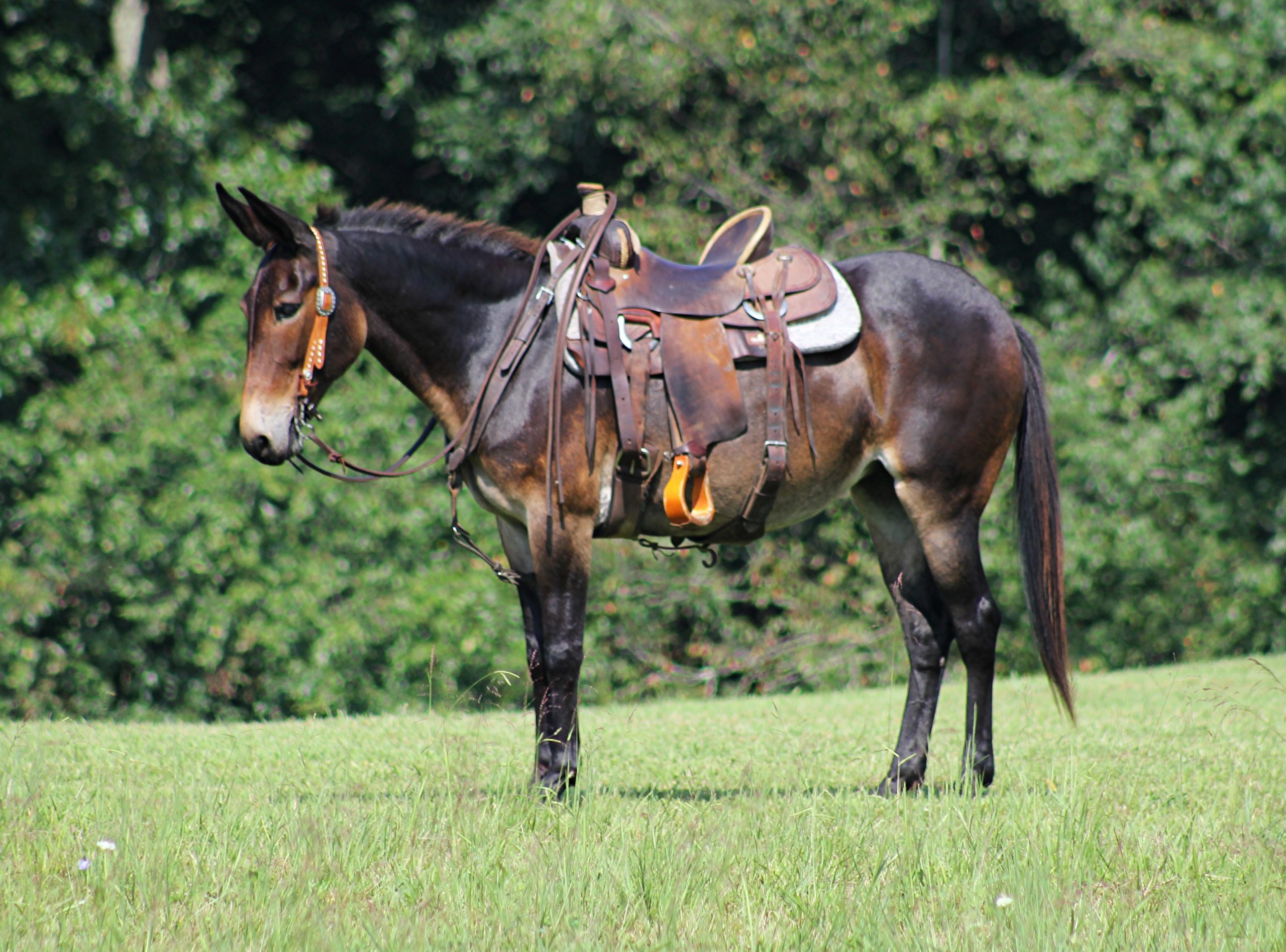 Im-Sara-Lee-Mule-Mare
