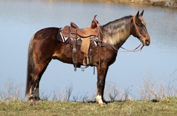 Indian-Outlaw-Rocky-Mountain-Gelding