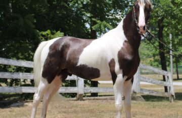 Inexplicable-Tommy-Boy-Tennessee-Walking-Gelding