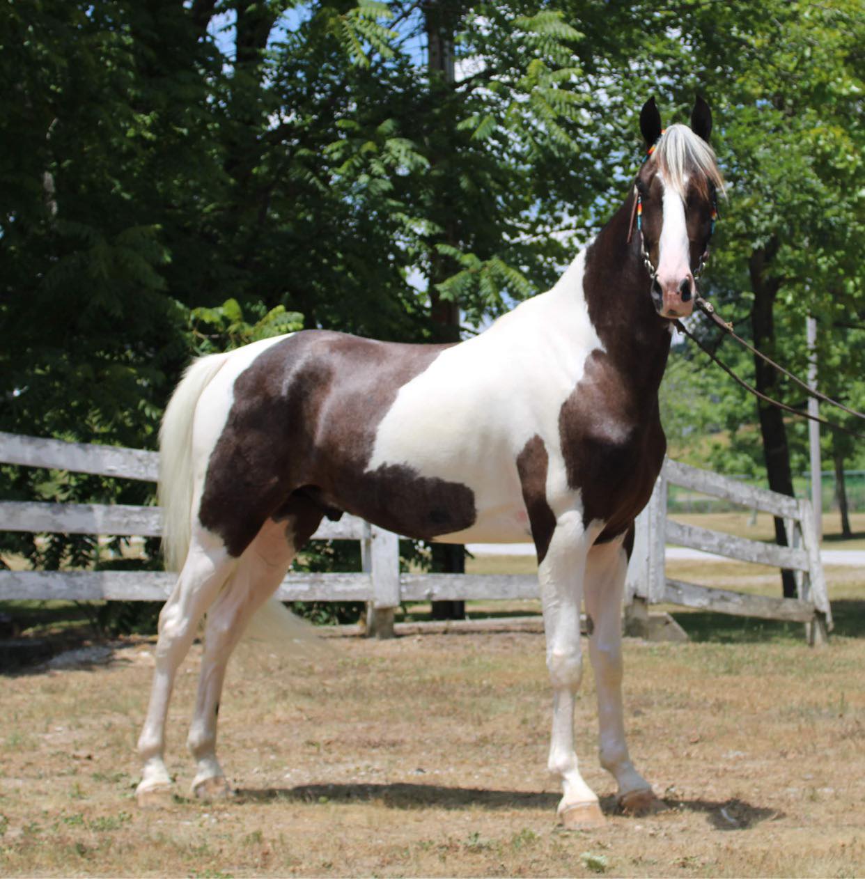 Inexplicable-Tommy-Boy-Tennessee-Walking-Gelding
