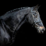 Ireland-horse-for-sale