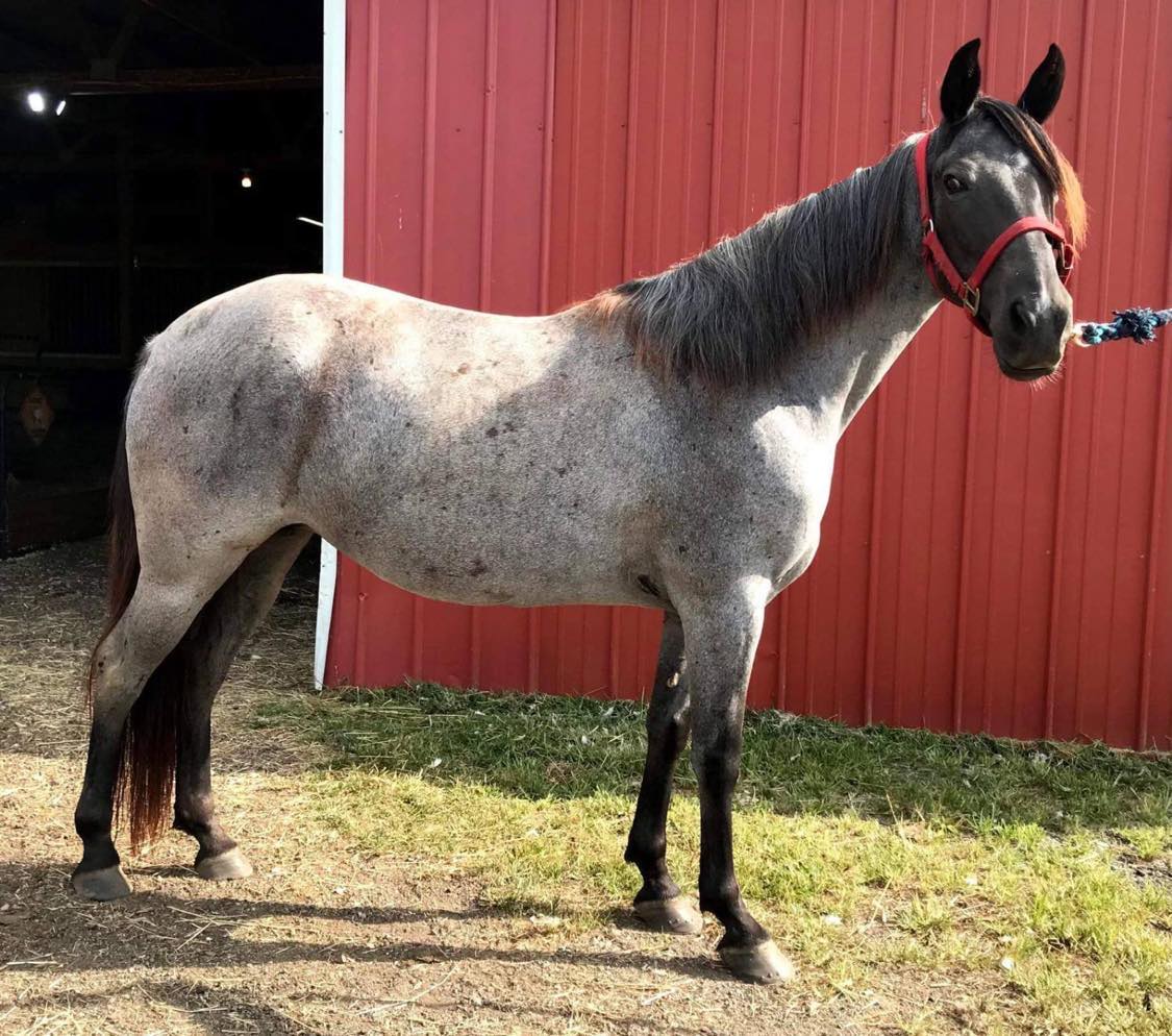 Iris-Tennessee-Walking-Mare