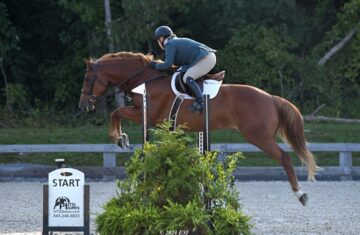 Irish-Horses-USA-Equinox-Farm