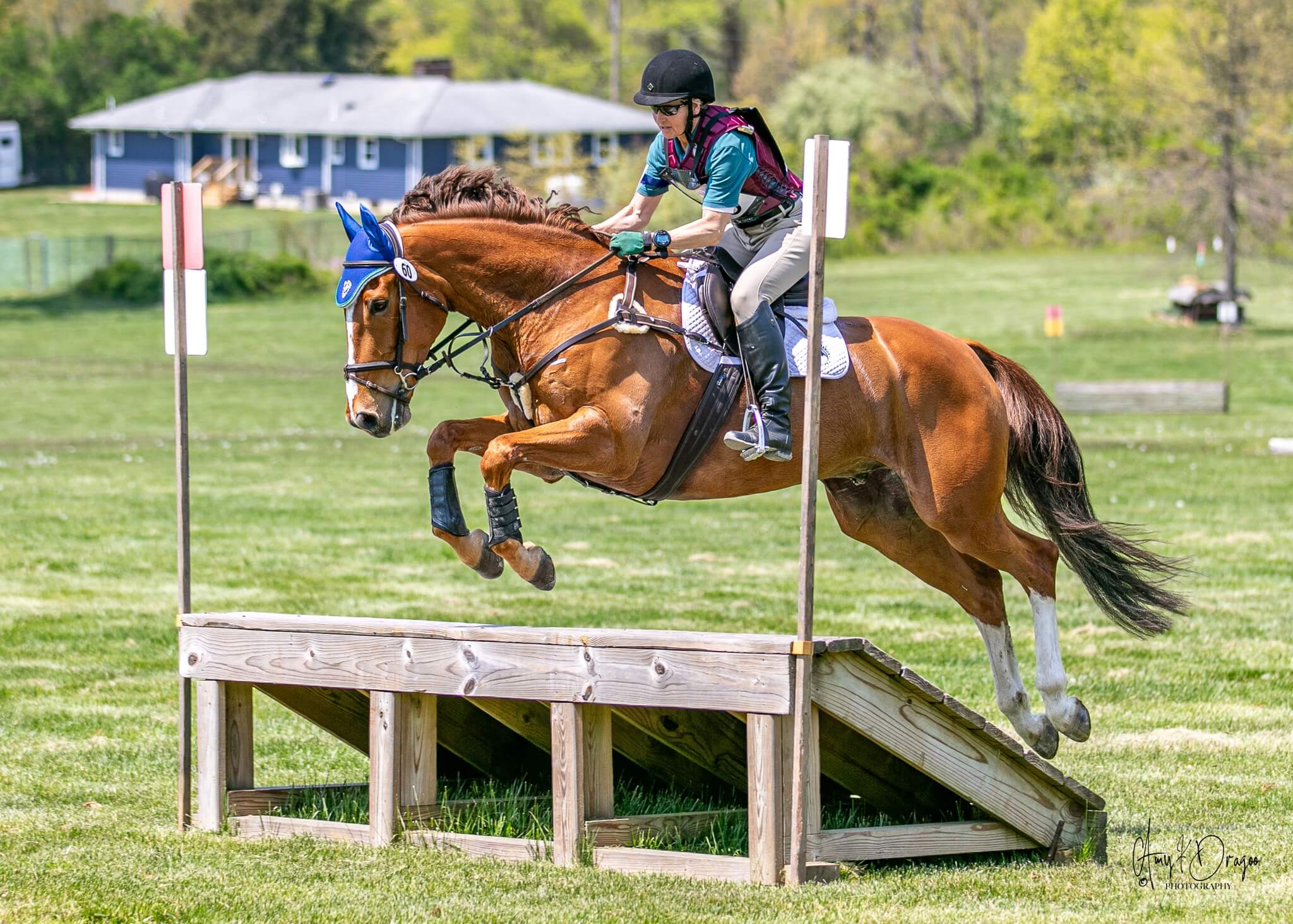 Irish-Manor-Stables-horses-for-sale
