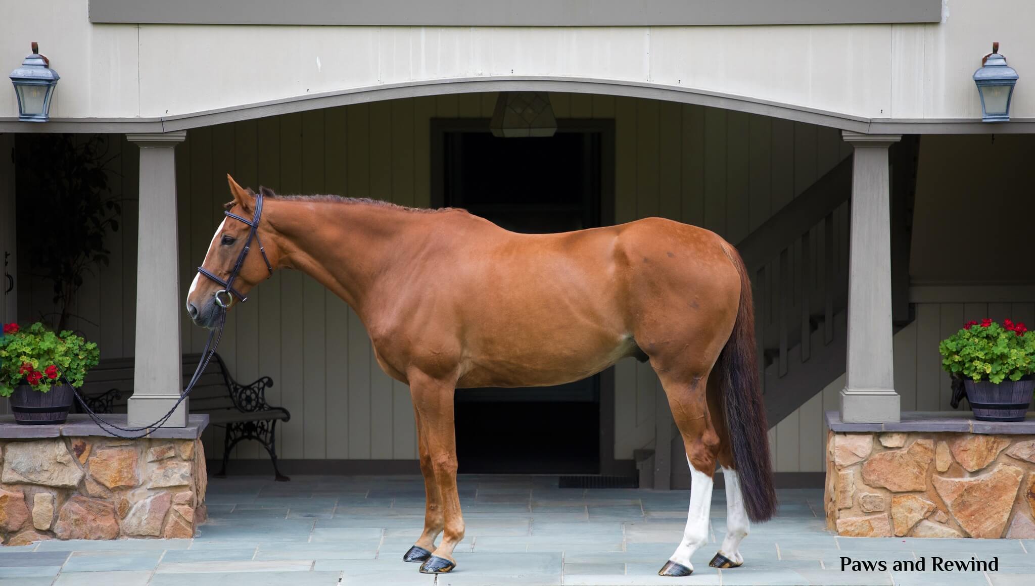 Irish-Manor-Stables-horses-on-sale