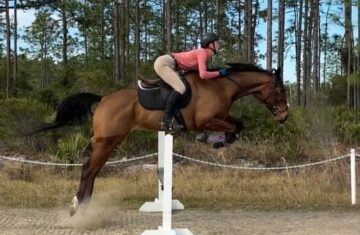 JC-Pauciloquent-Thoroughbred-Gelding