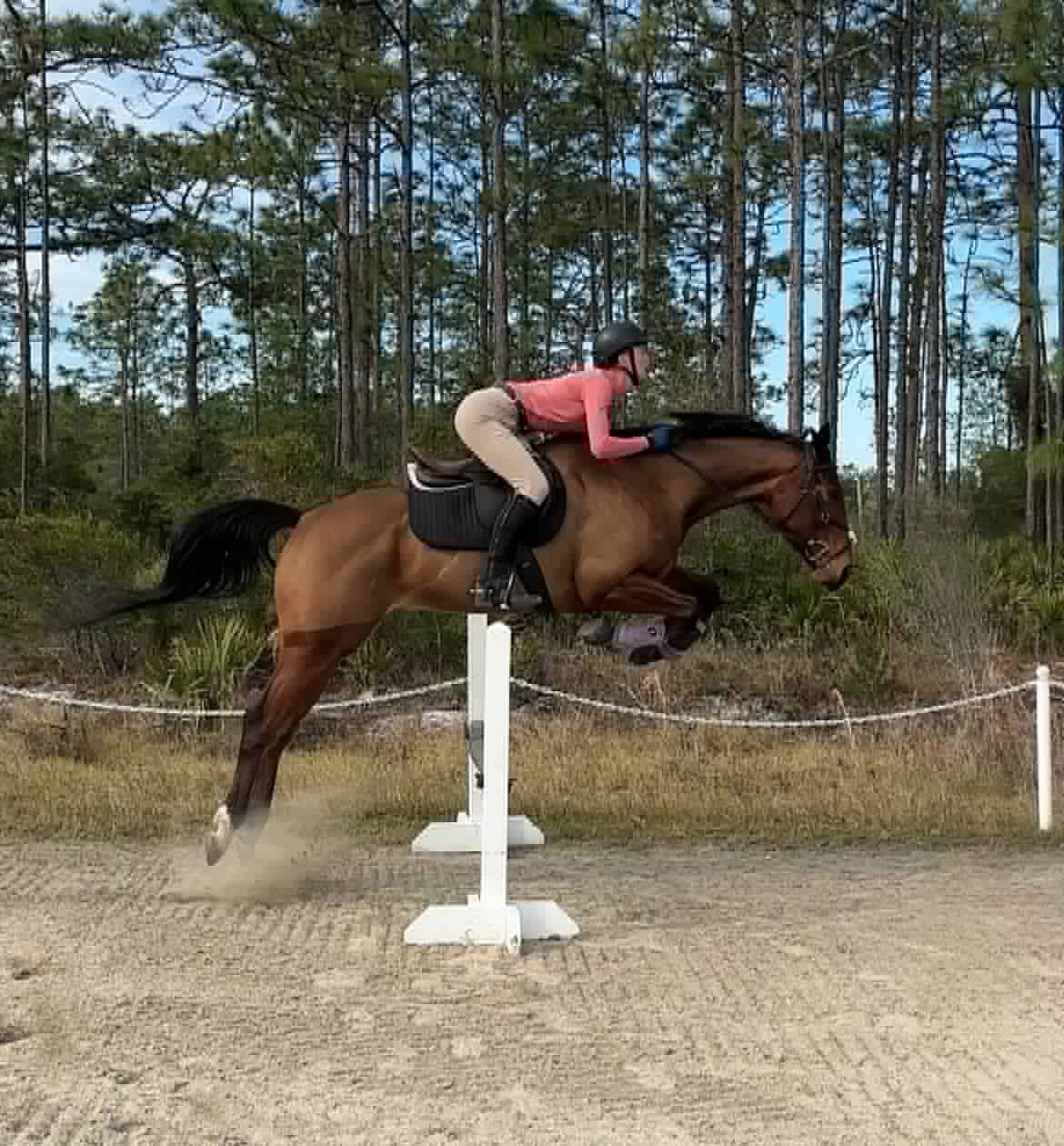 JC-Pauciloquent-Thoroughbred-Gelding