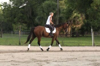 Jordan-Thoroughbred-Mare-1