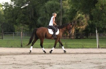 Jordan-Thoroughbred-Mare