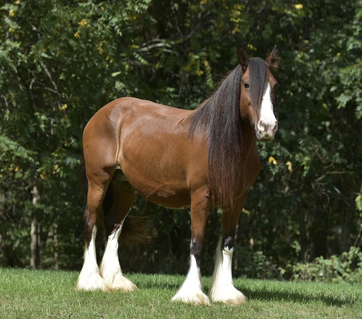 Kelseys-Irish-Keeley-Gypsy-Vanner-Mare
