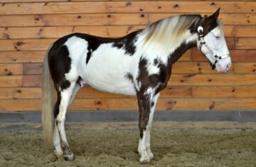 Kodiaks-Silver-Bullet-Tennessee-Walking-Gelding