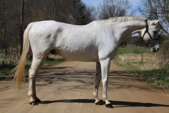 Kokomo-Warmblood-Gelding-1