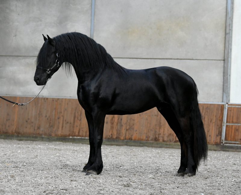 Kweitse-–-Star-Friesian-Stallion