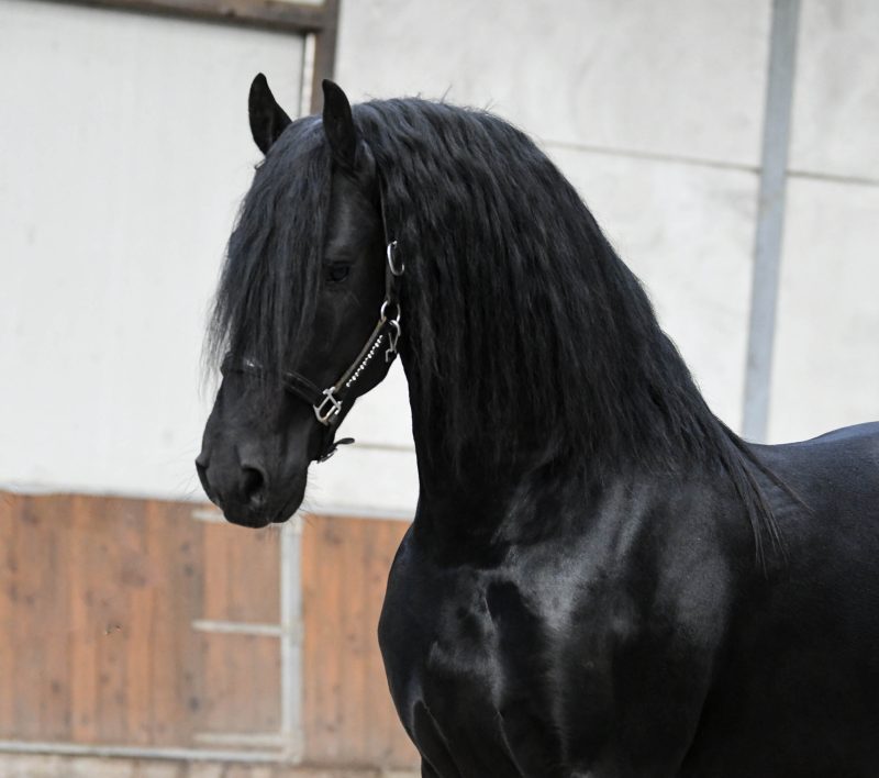 Kweitse-–-Star-Friesian-Stallion7