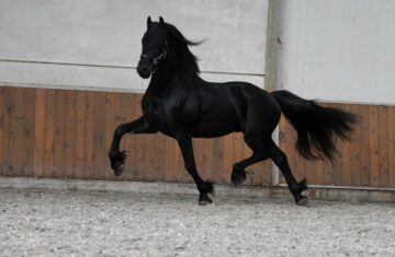 Kweitse-–-Star-Friesian-Stallion9