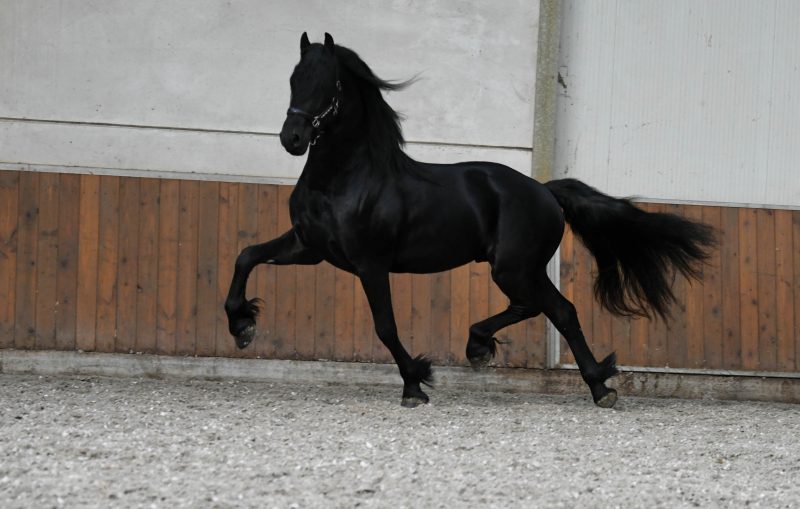 Kweitse-–-Star-Friesian-Stallion9