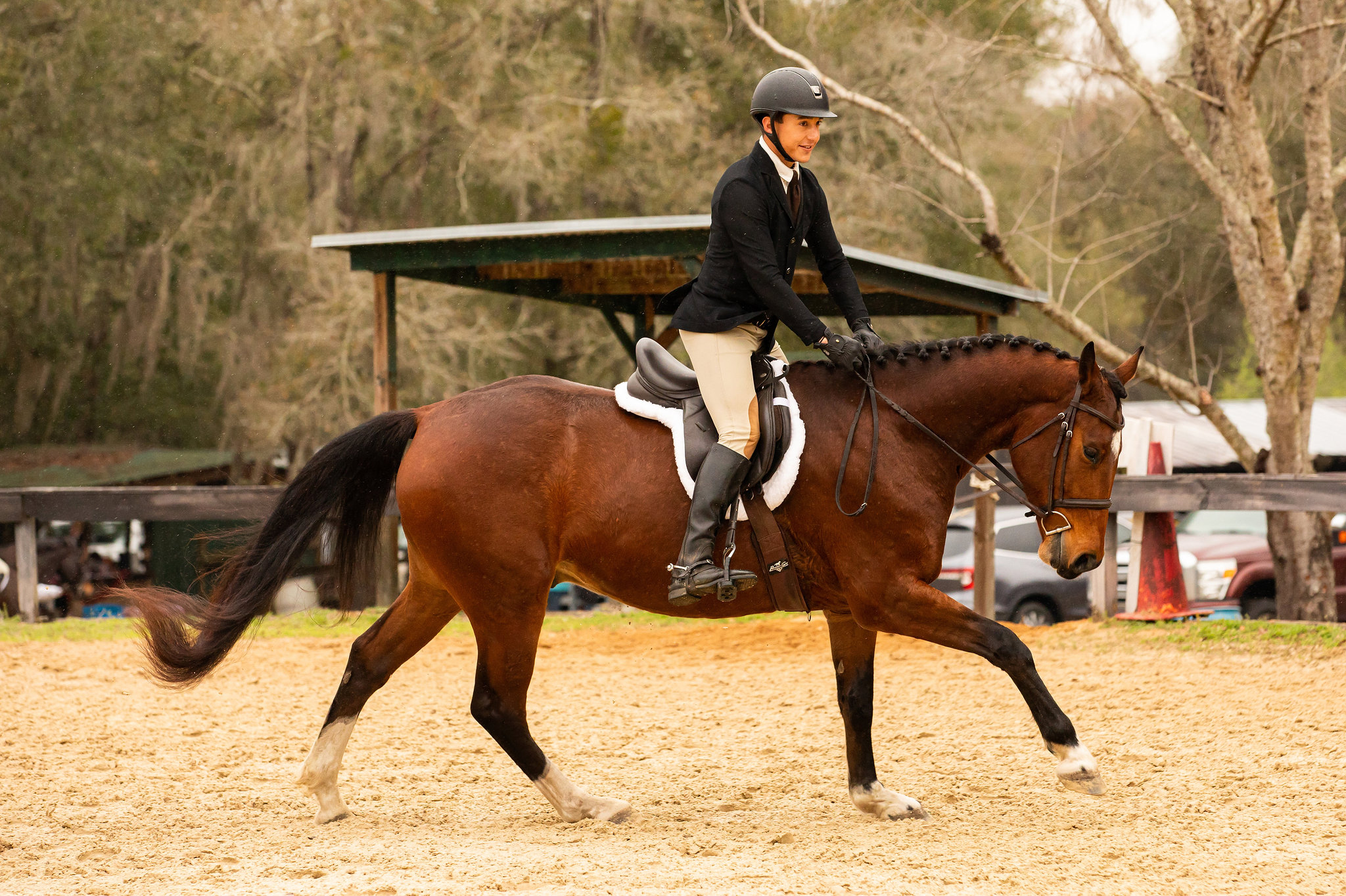 Tall, dark, and handsome IMPORTED Warmblood geld